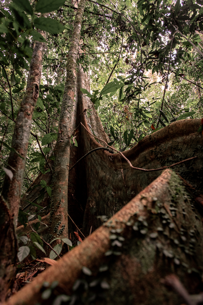 sayulita jungle tree